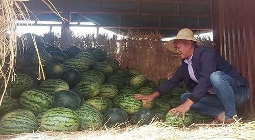 肇庆吃瓜群众网红事件,网络舆论的风暴与反思 第3张 肇庆吃瓜群众网红事件,网络舆论的风暴与反思 第3张