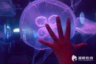 长沙美人鱼爆料视频大全,水下奇观背后的神秘故事 第3张 长沙美人鱼爆料视频大全,水下奇观背后的神秘故事 第3张