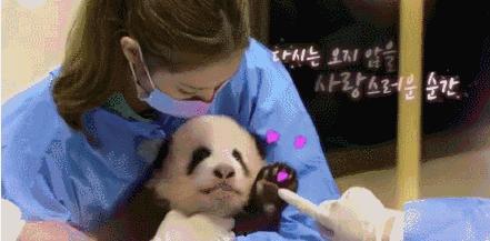 爆料熊猫事件视频,揭秘背后惊人真相 第2张 爆料熊猫事件视频,揭秘背后惊人真相 第2张