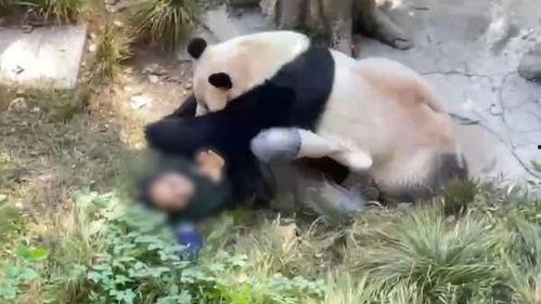 爆料熊猫事件视频,揭秘背后惊人真相 第3张 爆料熊猫事件视频,揭秘背后惊人真相 第3张