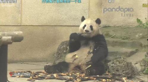 山猫爆料视频大全,揭秘幕后真相,带你走进神秘世界 第3张 山猫爆料视频大全,揭秘幕后真相,带你走进神秘世界 第3张