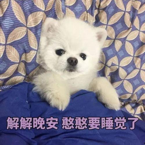 博美爆料新闻报道视频大全,视频大全揭秘热点事件幕后真相 第2张 博美爆料新闻报道视频大全,视频大全揭秘热点事件幕后真相 第2张