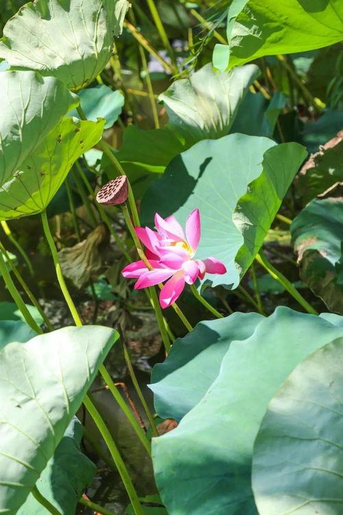 小荷花爆料神兽归笼视频,小荷花独家爆料神秘视频揭秘 第3张 小荷花爆料神兽归笼视频,小荷花独家爆料神秘视频揭秘 第3张